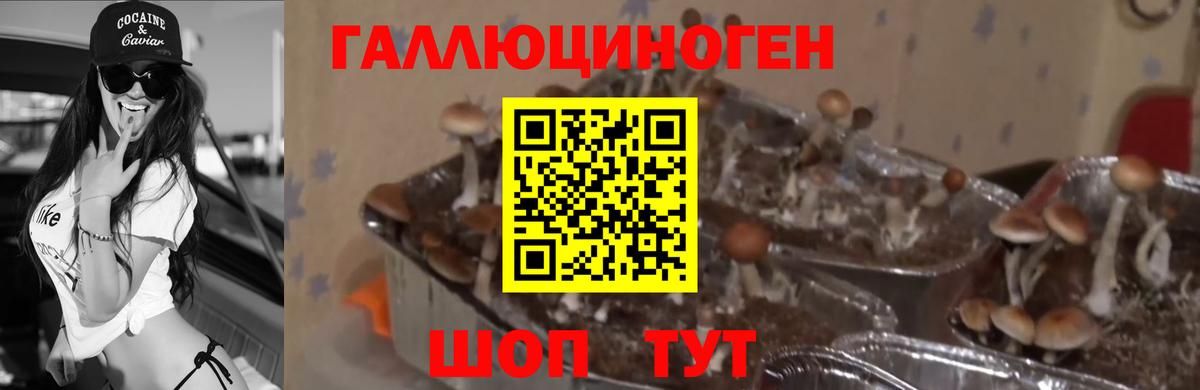 Якутск  Галлюциногенные грибы прущие грибы  Вход с VPN 